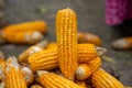 Photograph of freshly picked sweet corn on the cob with husk on and one husk removed, getting ready for cooking. Royalty Free Stock Photo