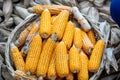 Photograph of freshly picked sweet corn on the cob with husk on and one husk removed, getting ready for cooking. Royalty Free Stock Photo