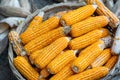 Photograph of freshly picked sweet corn on the cob with husk on and one husk removed, getting ready for cooking. Royalty Free Stock Photo