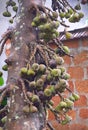 Tree and Fruits of Gular Figs - Ficus Racemosa - Indian Fig Tree in Kerala, India Royalty Free Stock Photo