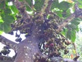 Ficus Racemosa - Ficus Glomerata Roxburghii - Gular Figs on Cluster Fig Tree - Indian Fig Tree