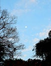 White Moon in Blue Sky with Silhouettes of Trees - Beauty of Dawn