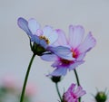 Garden Cosmos blooms in the evening light Royalty Free Stock Photo