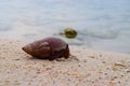 A Gastropod coming out of a Sea Shell at a Beach - Caenogastropoda Royalty Free Stock Photo