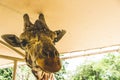 Giraffe poking its head in a safari truck