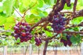 Grapes hanging on Vine in Vineyard in India - Horticulture