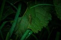 A grasshoper on leaf