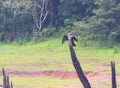 Great Black Cormorant - Large Cormorant - Phalacrocorax Carbo - Bird sitting on Wood in Periyar National Park, Kerala, India