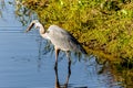 Great Blue Heron with Speared Fish Royalty Free Stock Photo