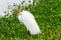 Great Egret at Venice Florida Rookery 2