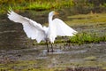 Great Egret Just Landed at Myakka Royalty Free Stock Photo