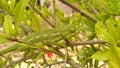 A photograph of a green and brown chameleon sitting on a branch of a green pomegranate tree during the day Royalty Free Stock Photo