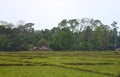 Green Fields, Trees, and Distant Tribal Huts - A Landscape at Baratang island, Andaman Nicobar, India Royalty Free Stock Photo