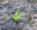 Green Grass budding over a Grey Bare Land - Botany - Biology - Survival Struggle - Growth Royalty Free Stock Photo