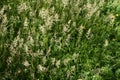 Photograph of green grass with spikes. Grass background. Royalty Free Stock Photo