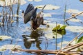 Green Heron Landing in Water at Celery Fields Royalty Free Stock Photo