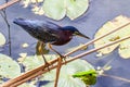 Green Heron Myakka River State Park Royalty Free Stock Photo