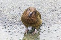 Photograph of a green KEA Parrot standing on the ground in Fiordland on the South Island of New Zealand Royalty Free Stock Photo