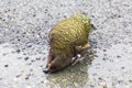 Photograph of a green KEA Parrot standing on the ground in Fiordland on the South Island of New Zealand Royalty Free Stock Photo