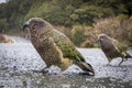 Photograph of a green KEA Parrot standing on the ground in Fiordland on the South Island of New Zealand Royalty Free Stock Photo