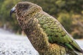 Photograph of a green KEA Parrot standing on the ground in Fiordland on the South Island of New Zealand Royalty Free Stock Photo