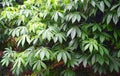Green Leaves of Cassava Plants - Manihot Esculenta - Tapioca Plantation in Kerala, India