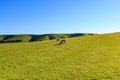 Sheep Grazing on the South Downs Royalty Free Stock Photo