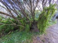 Photograph of a green vine growing on an old dead tree on King Island