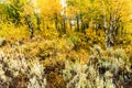 Group of Aspens in Autumn Jackson Hole