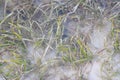 Underwater Halodule Seagrass in Shallow Seawater - Natural Aquatic Plant Background