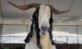 A happy goat in a petting zoo.