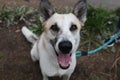 Photograph of a happy white dog with black ears.