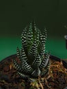 Haworthia on the potted green background