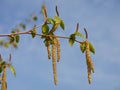 Hazel catkins in spring against a blue sky Royalty Free Stock Photo