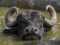 Water buffalo swimming to cool off