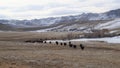 A line of black angus cows walking towards the feeding area.