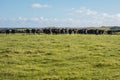 Photograph of a herd of black cows on King Island