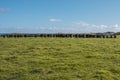 Photograph of a herd of black cows on King Island