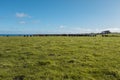 Photograph of a herd of black cows on King Island