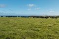 Photograph of a herd of black cows on King Island