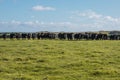 Photograph of a herd of black cows on King Island