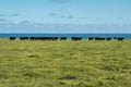 Photograph of a herd of black cows on King Island