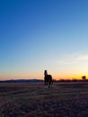Photograph horse stallion silhouette summer sunset sky Royalty Free Stock Photo