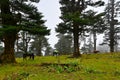 Photograph of horses grazing in a cold and misty forest of Sikkim Himalayas