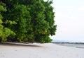 A Huge Mangrove Tree at Sandy Beach - Vijaynagar Beach, Havelock Island, Andaman Nicobar, India