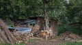 Humble house of India with cows and other objects, shot from the train