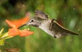 Hummingbird profile and the monkey flowers