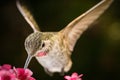 Hummingbird visits pink flowers