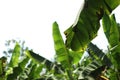 Banana field,banana farm with blue sky background.Agricultural background concept.