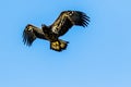 Immature Bald Eagle In Flight Royalty Free Stock Photo